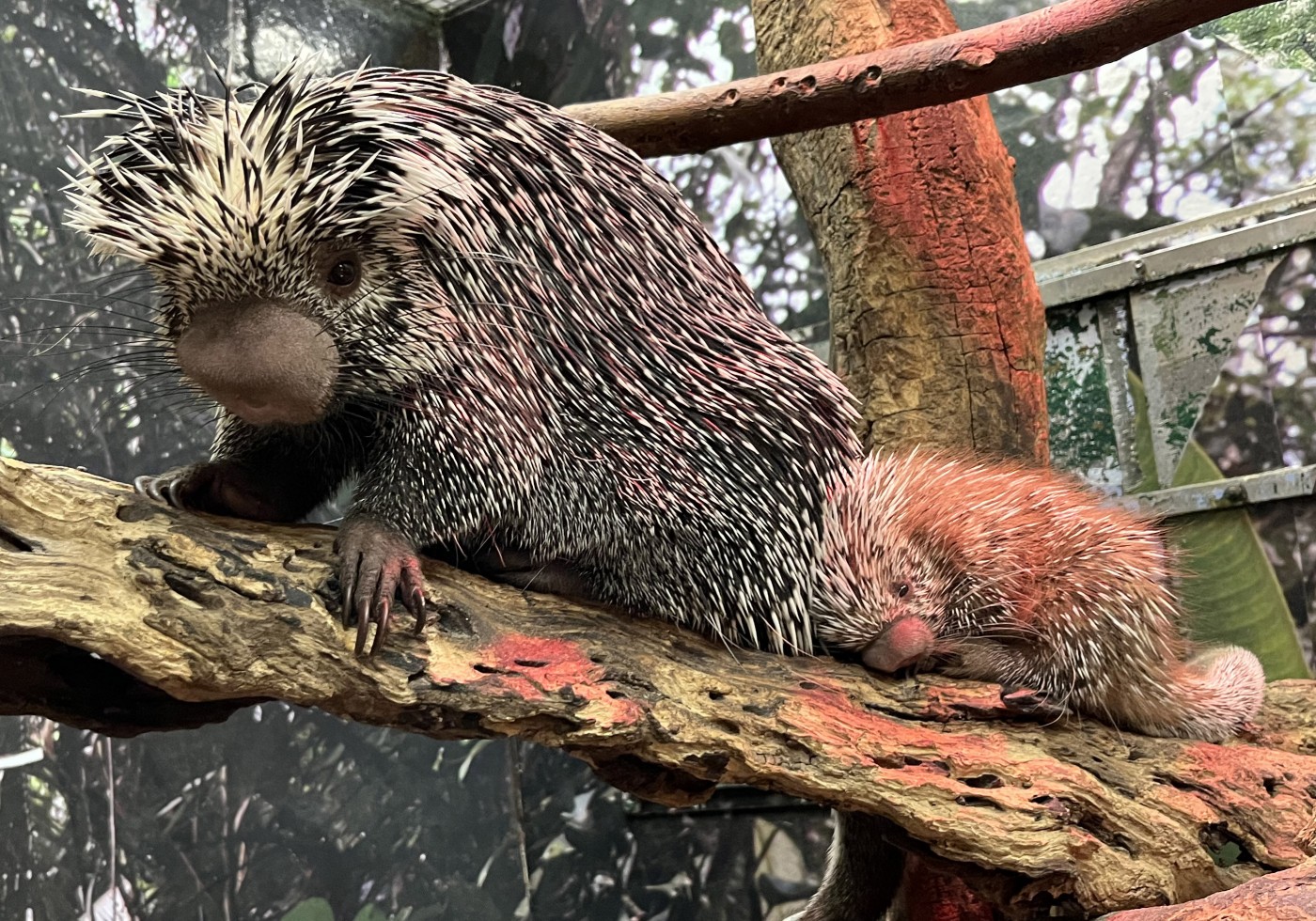Prehensile-tailed porcupines Beatrix (left) and Fofo (right).