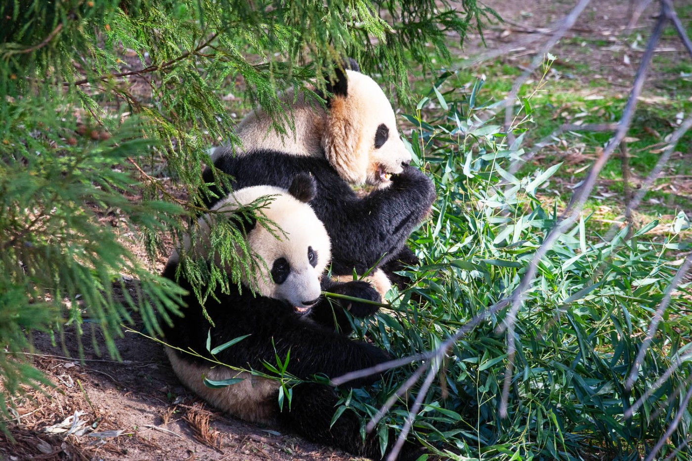 March 7, 2022 | One year ago, Xiao Qi Ji chose to sit by his mother's side as they ate. In recent months, he has chosen to eat by himself, signaling to keepers that he was ready for independence. Giant panda Xiao Qi Ji (foreground) and his mother Mei Xiang eat bamboo side-by-side.
