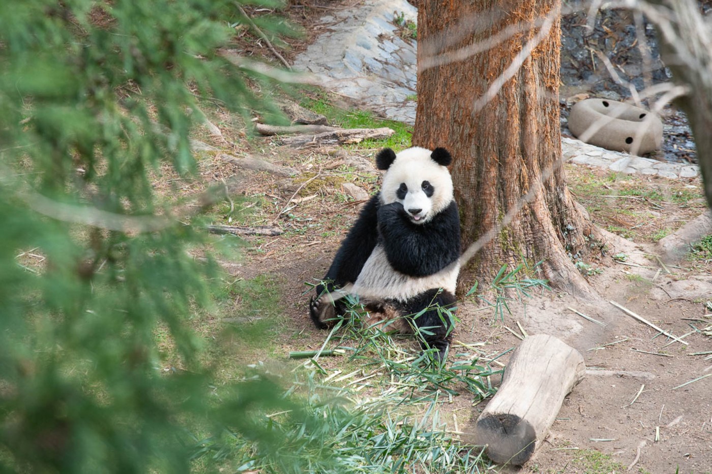 Giant panda Xiao Qi Ji eats bamboo in his outdoor habitat.