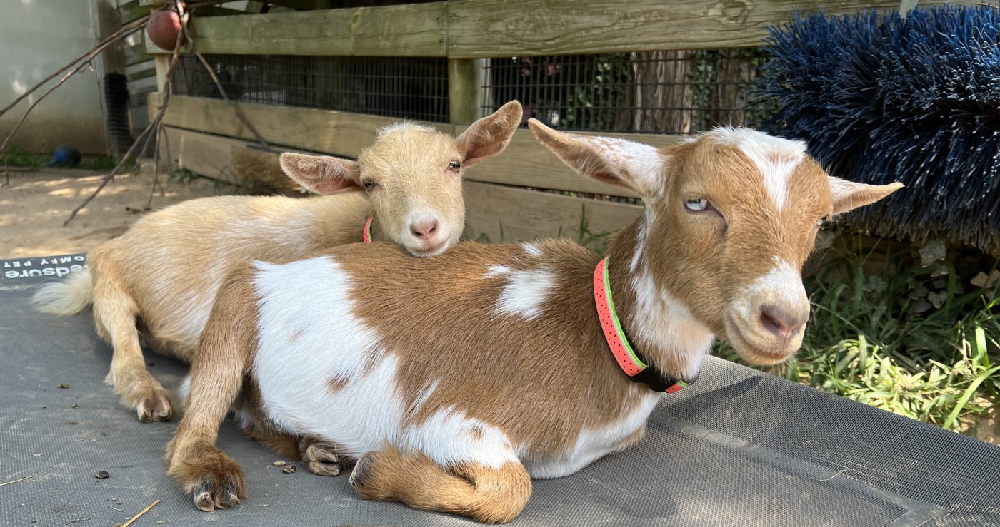 Nigerian dwarf goats Betty and Wilma.