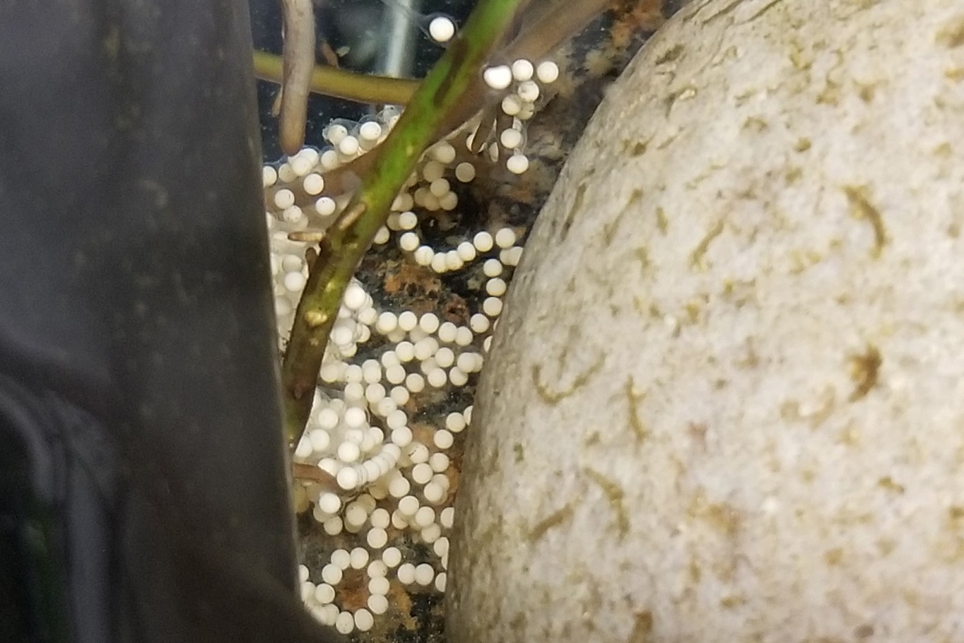 A string of Panamanian golden frog eggs.
