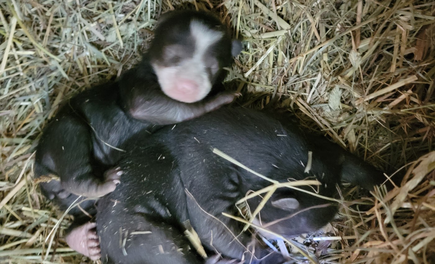 Two 3-week-old Andean bear cubs lay in some hay. One appears to be looking towards the camera, but its eyes are still closed.
