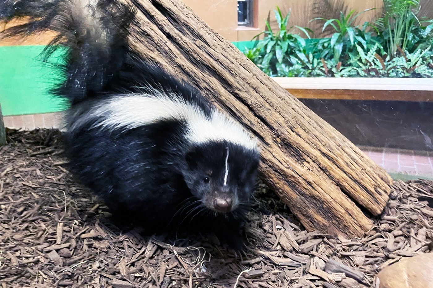 Skunk Pigpen explores his habitat in the Small Mammal House.