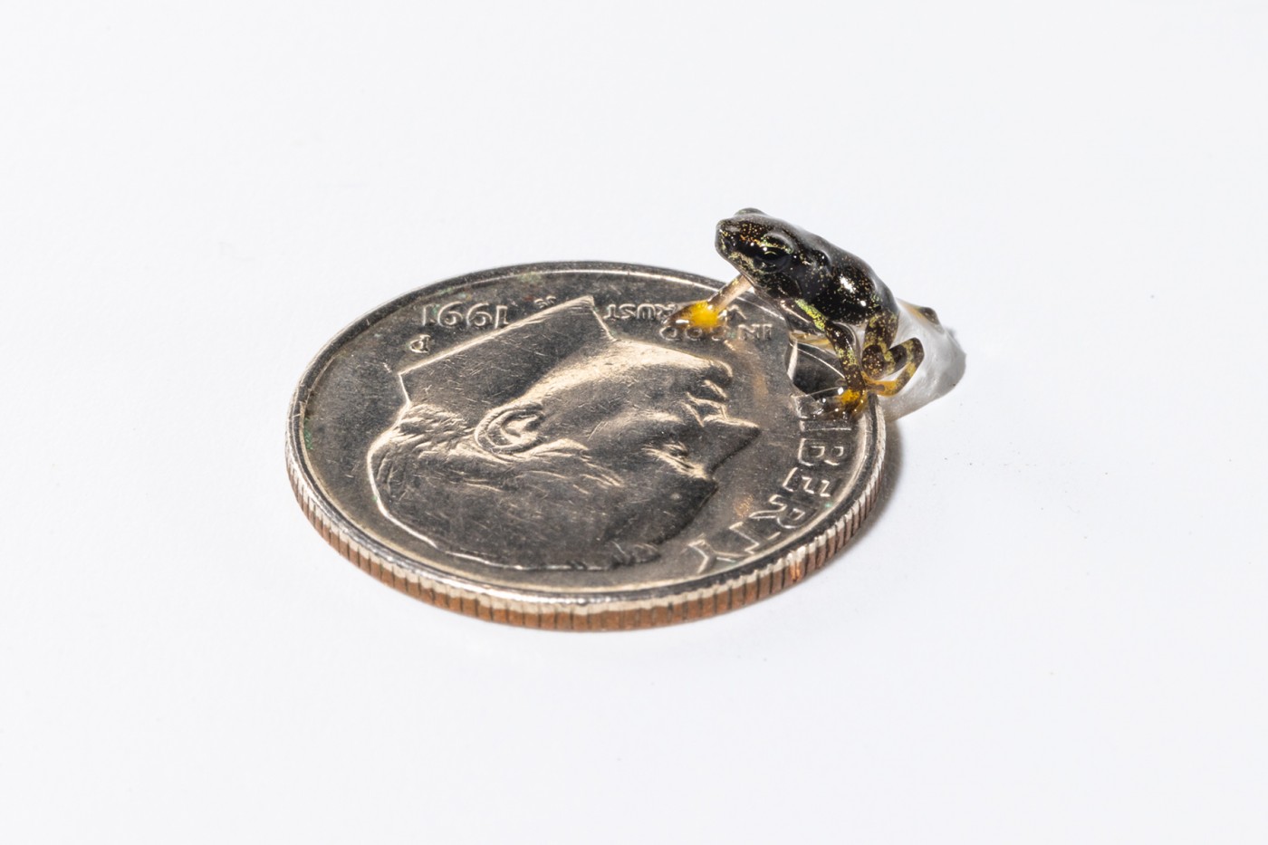 A Panamanian golden frog toadlet stands on top of a dime.