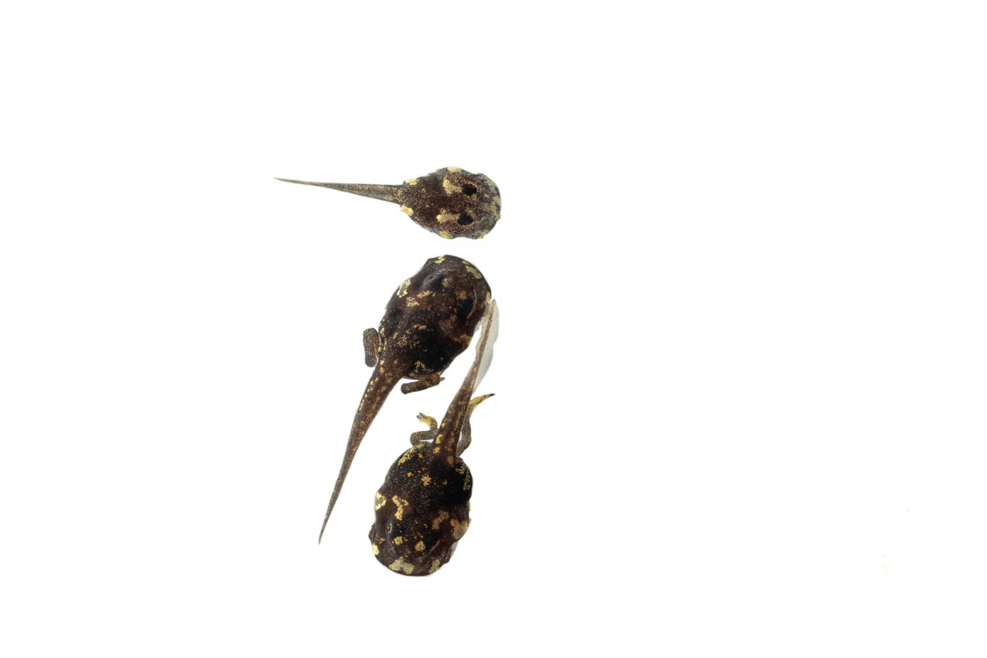 Panamanian golden frog offspring in various stages of metamorphosis.
