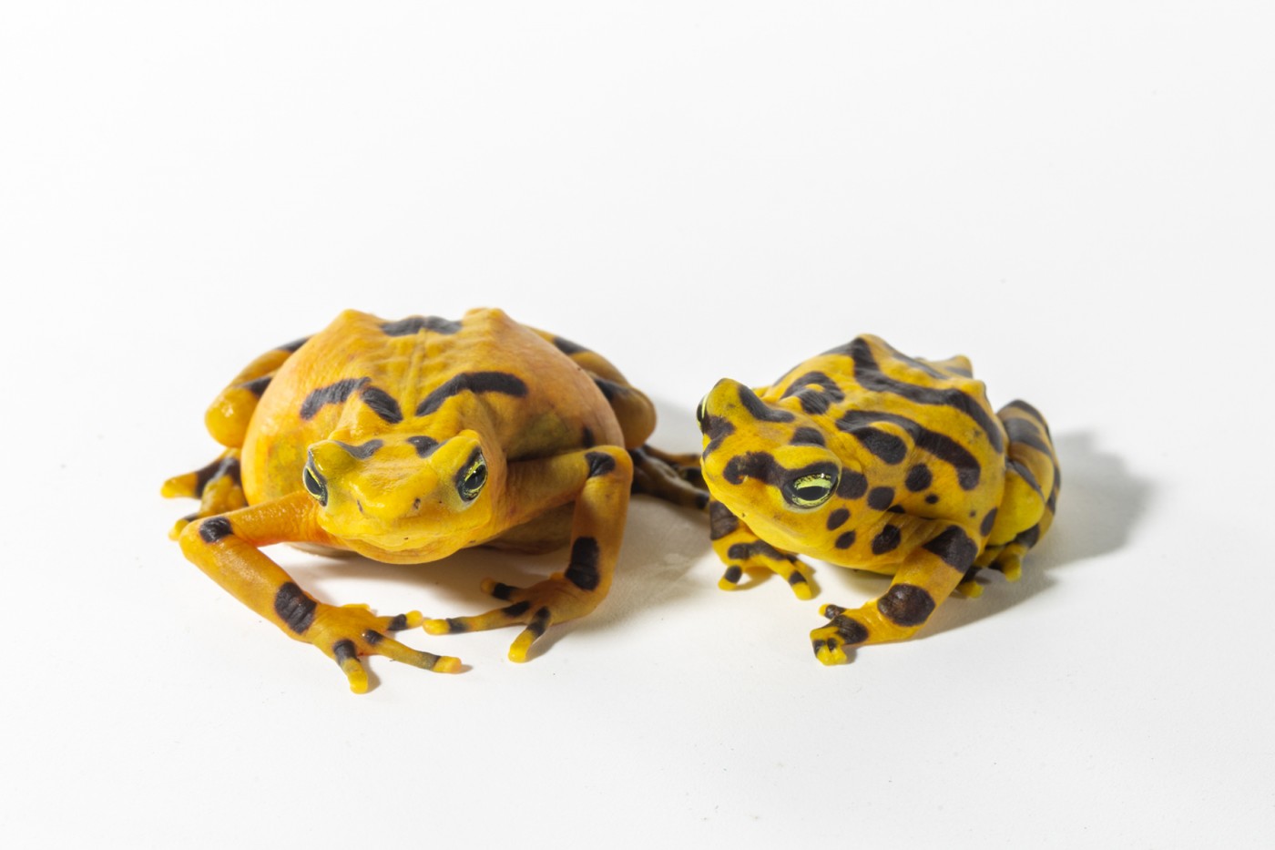 Proud Panamanian golden frog parents. The female is on the left and the male is on her right. He is about half her size.
