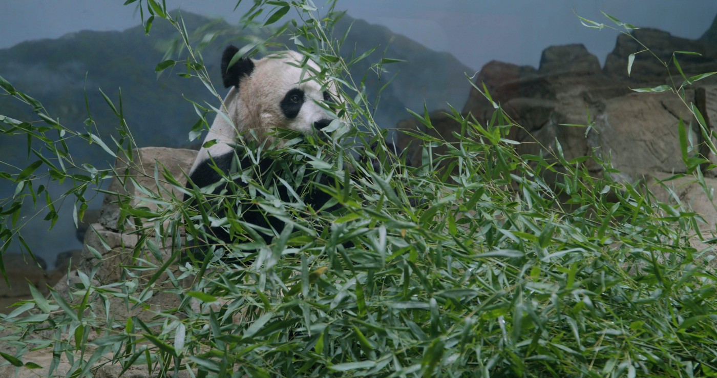 Giant panda Mei Xiang eats bamboo.
