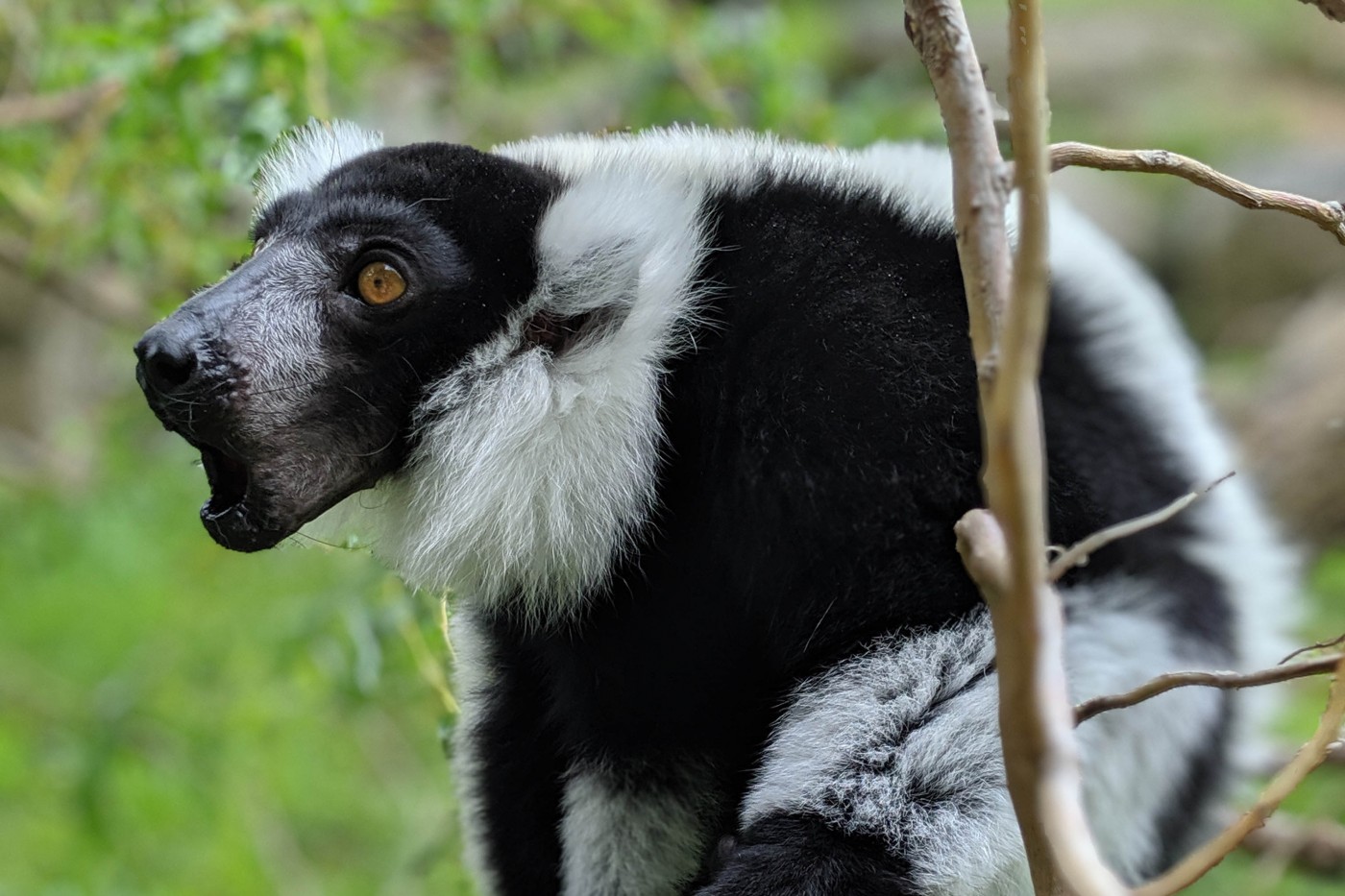 Black-and-white ruffed lemur Aloke with his mouth agape as he vocalizes.