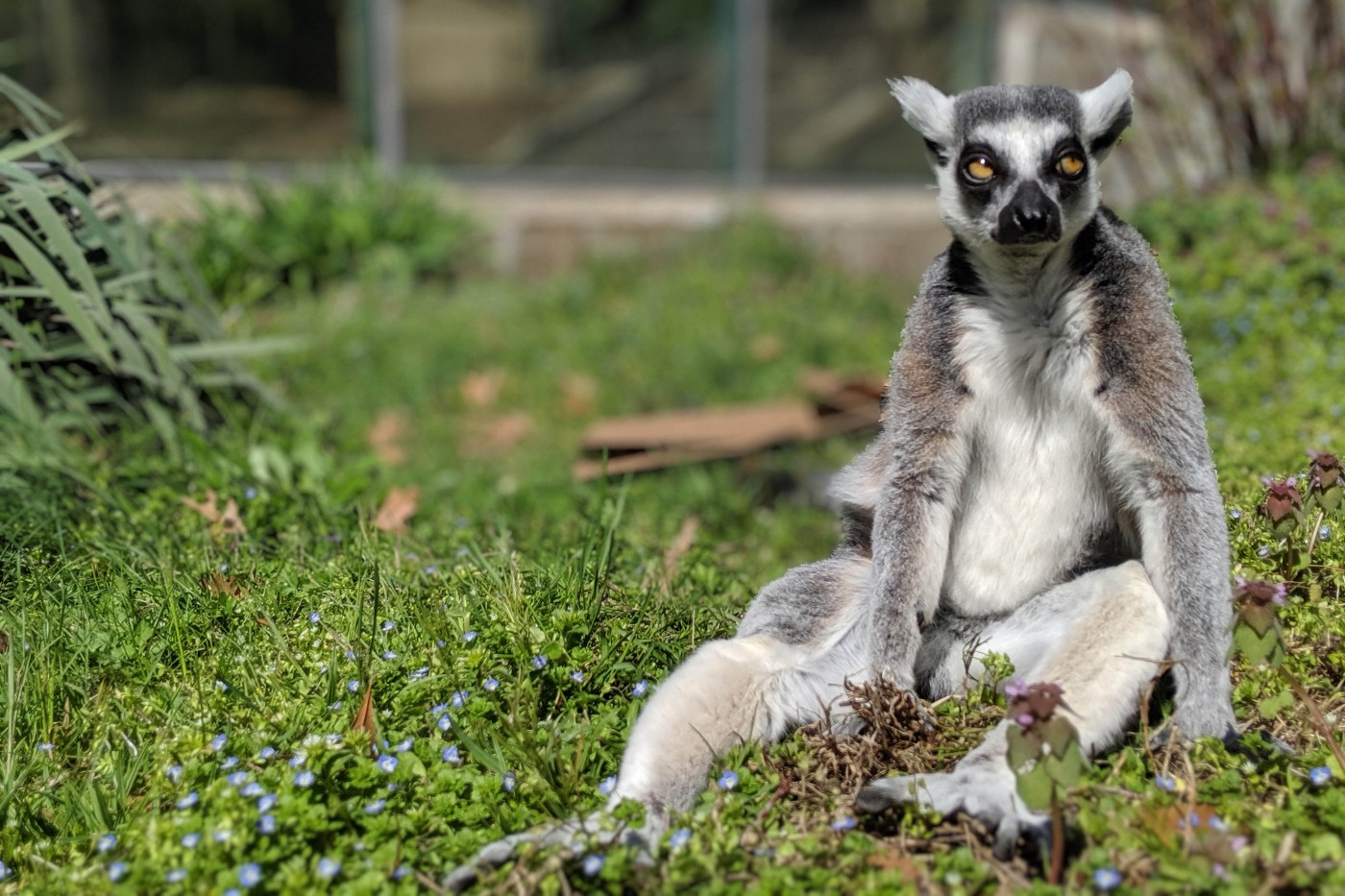 Ring-tailed lemur Birch suns himself in the grass on Lemur Island.