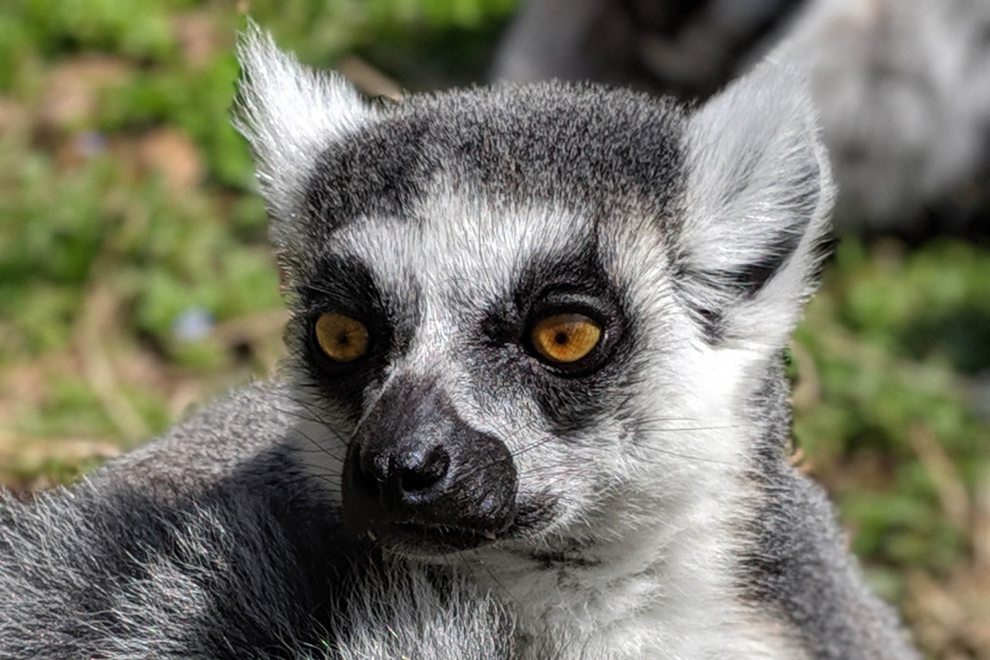 Close-up portrait of ring-tailed lemur Bowie.