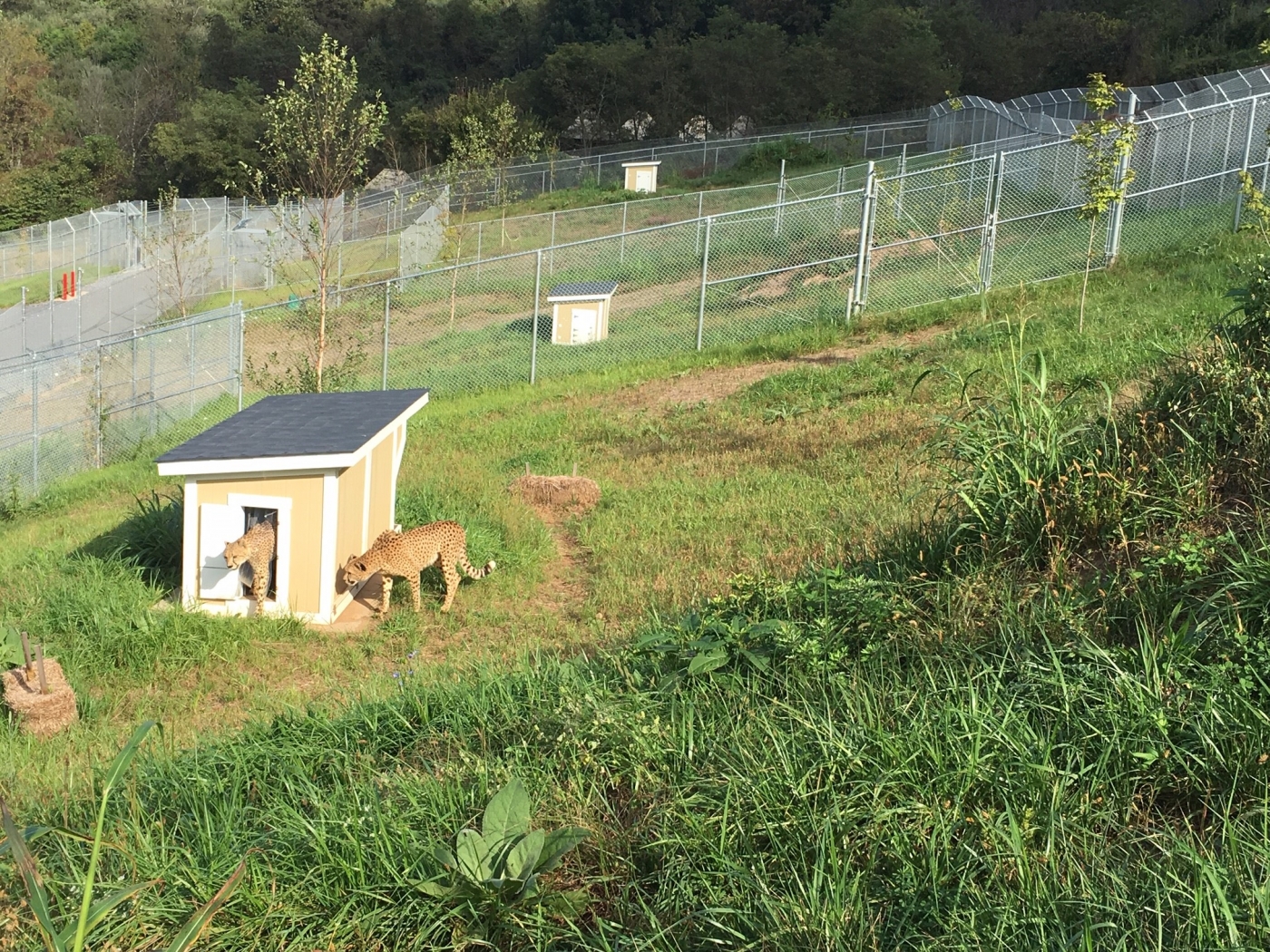 Two cheetahs and their den at Cheetah Ridge, SCBI.