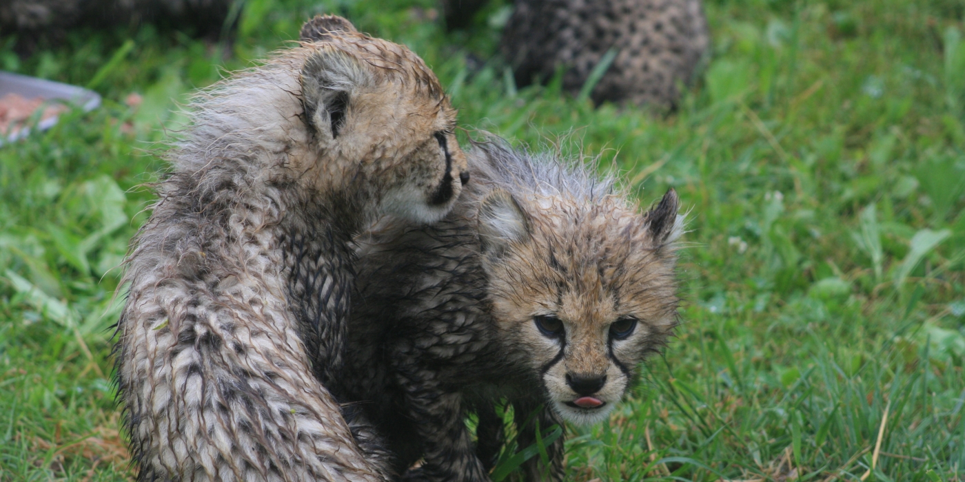 Two SCBI cheetah cubs in the rain.