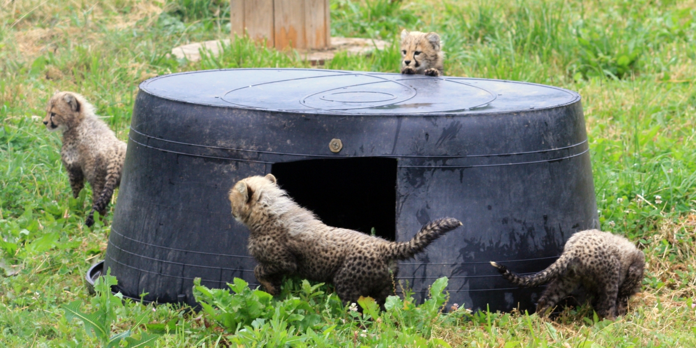 SCBI cheetah cubs explore a large rubber tub.