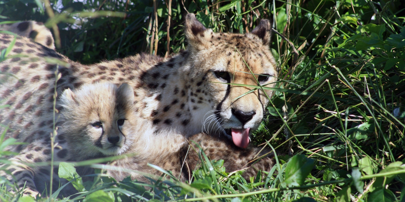 SCBI cheetah Echo cleans one of her cubs.