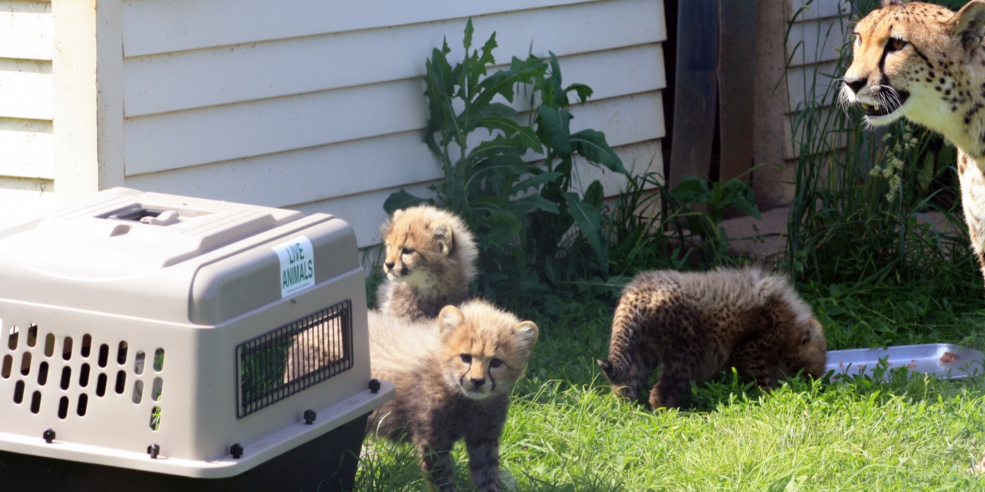 SCBI cheetah cubs explore their transport crates.