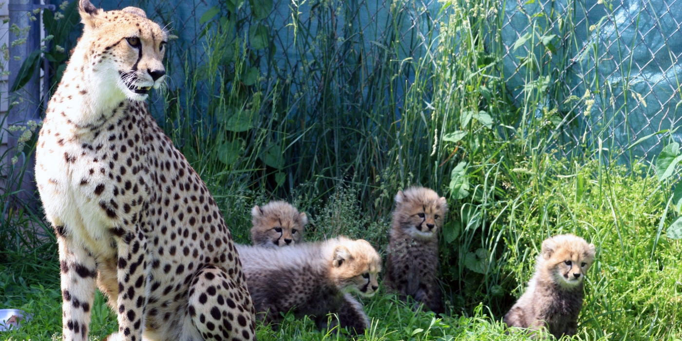 SCBI cheetah Echo and her four cubs: Amabala, Jabari, Hasani and Erindi.