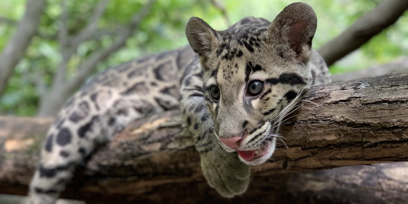 Clouded leopard in a tree.