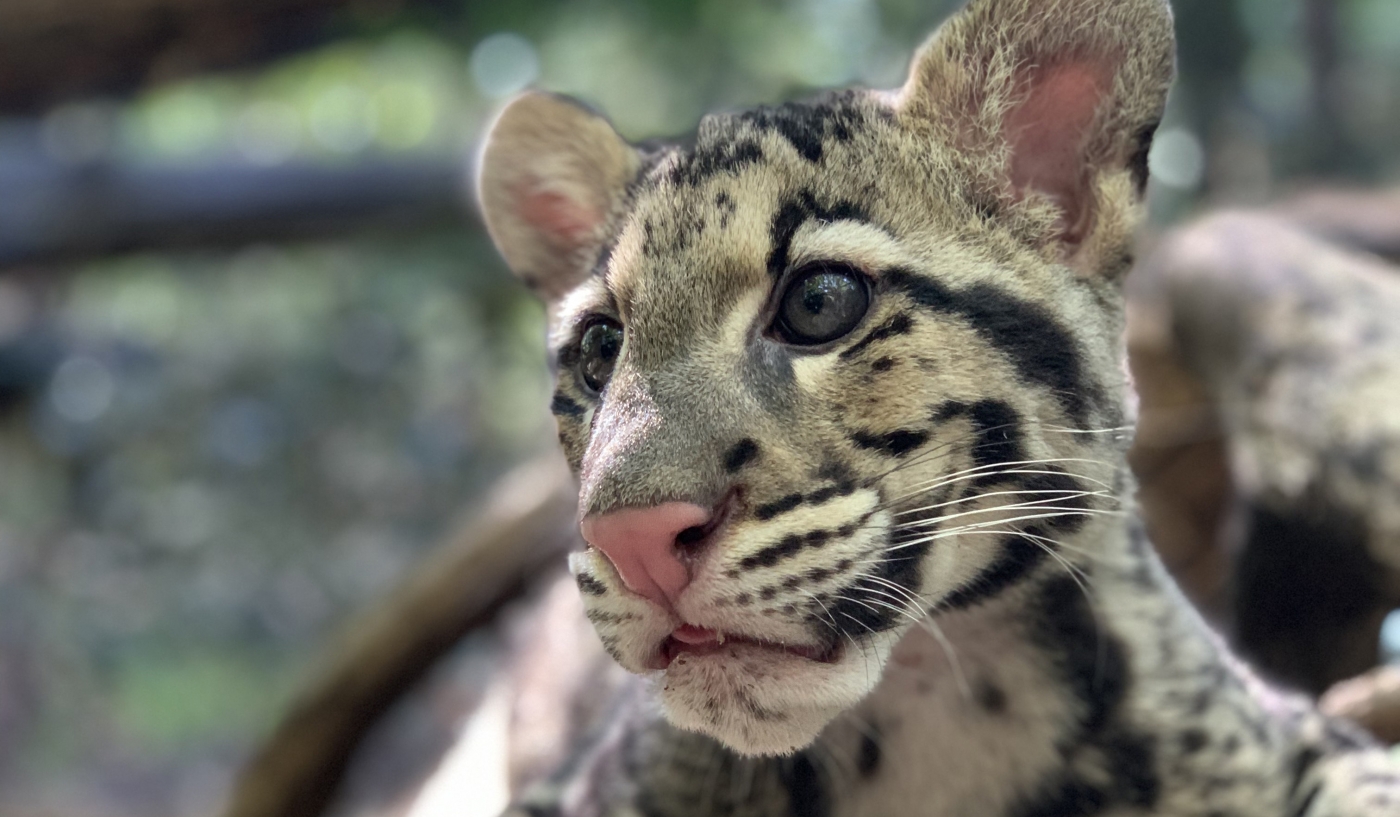 Close-up of a clouded leopard cub.
