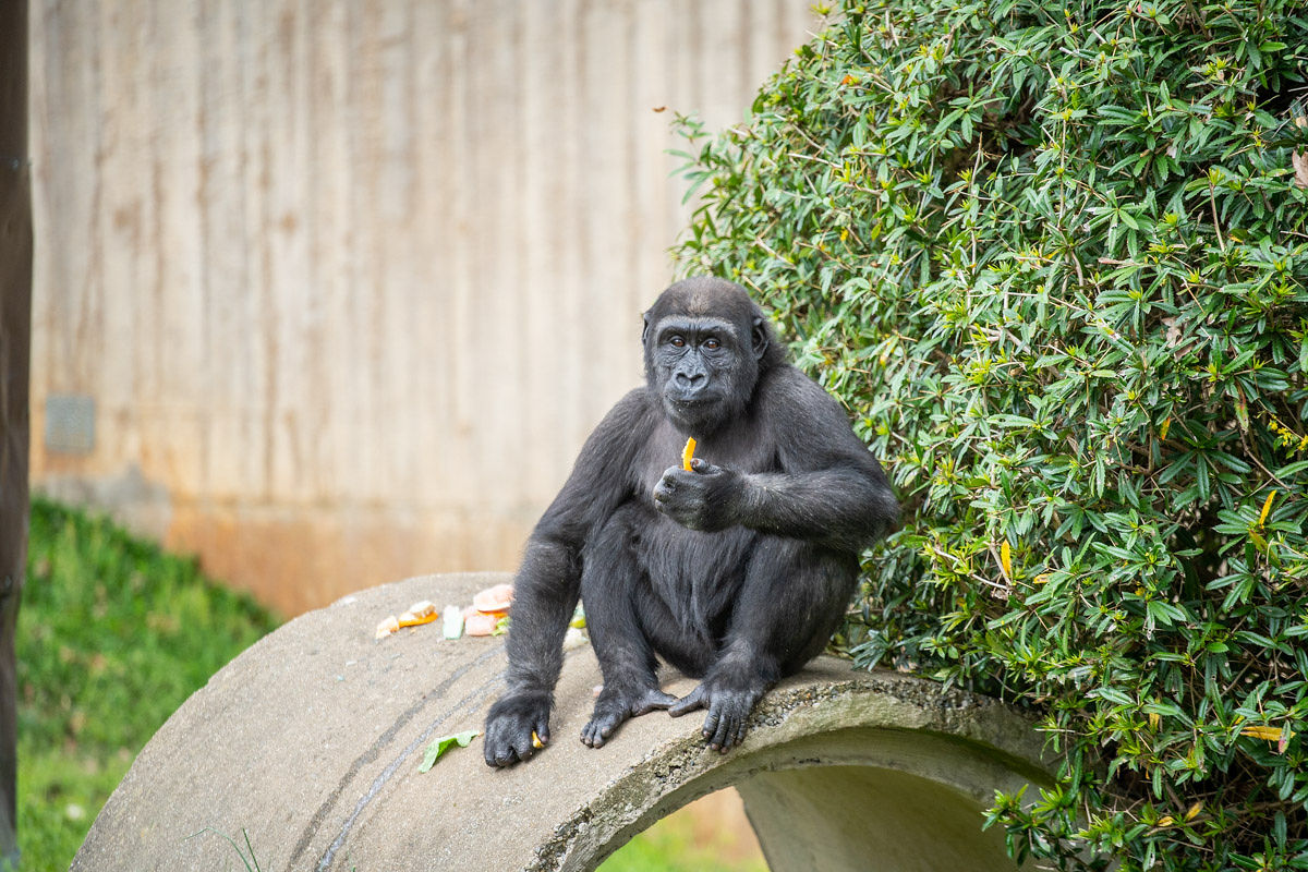 Gorilla Moke sits atop a concrete cylinder eating a piece of his birthday fruitsicle cake.
