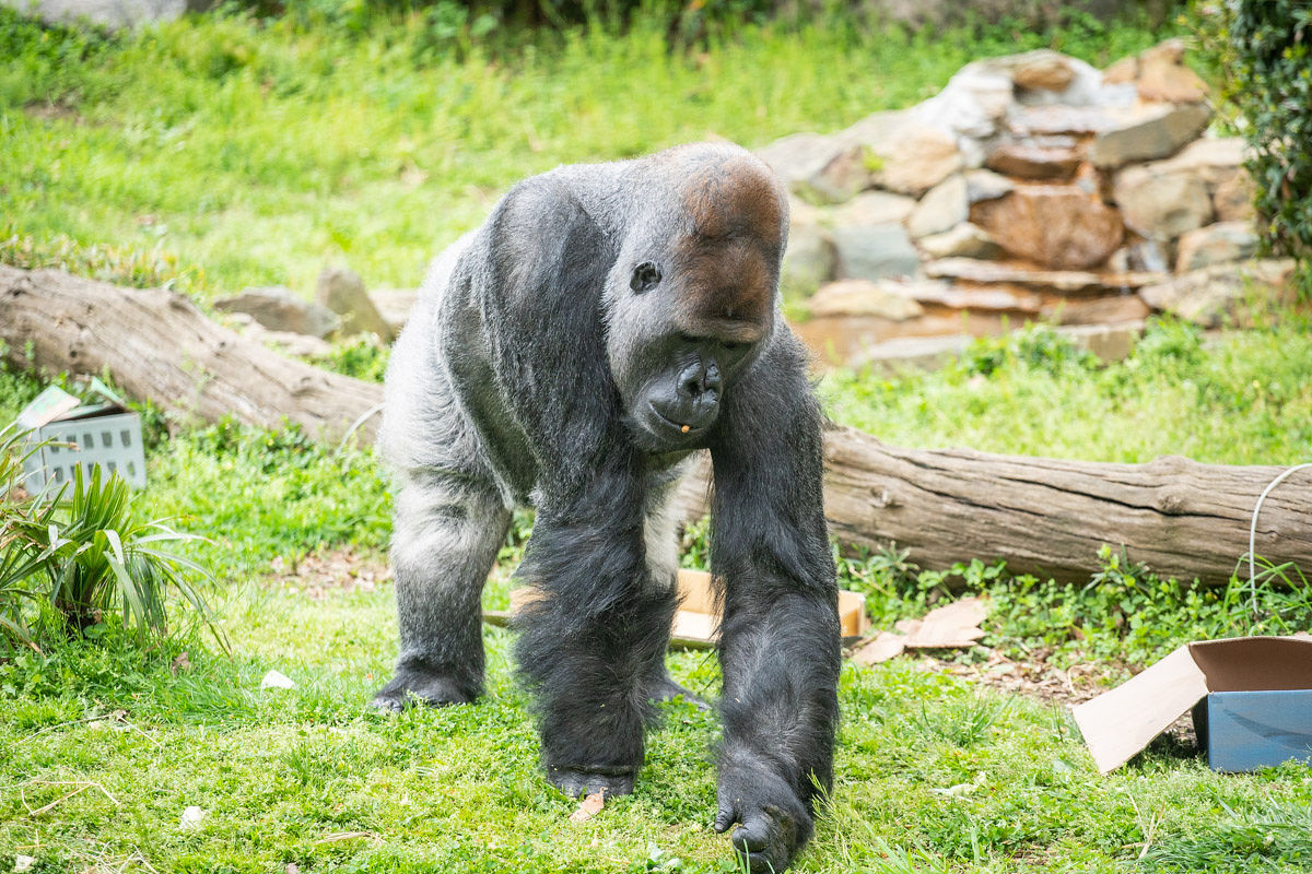 Western lowland gorilla Baraka forages in the outdoor habitat of the Great Ape House beside enrichment boxes.