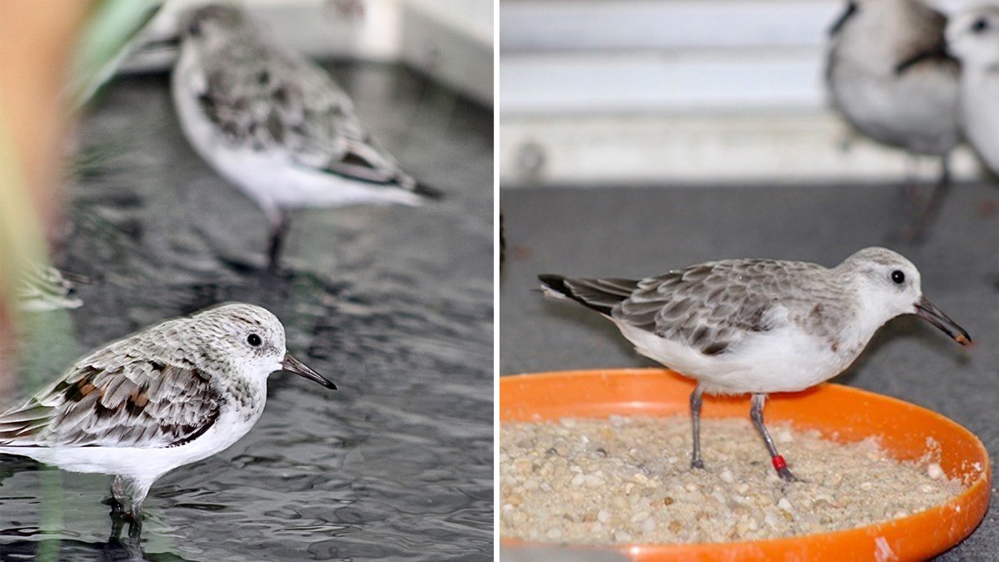 Dunlin shorebirds standing in water and sand enrichment. 