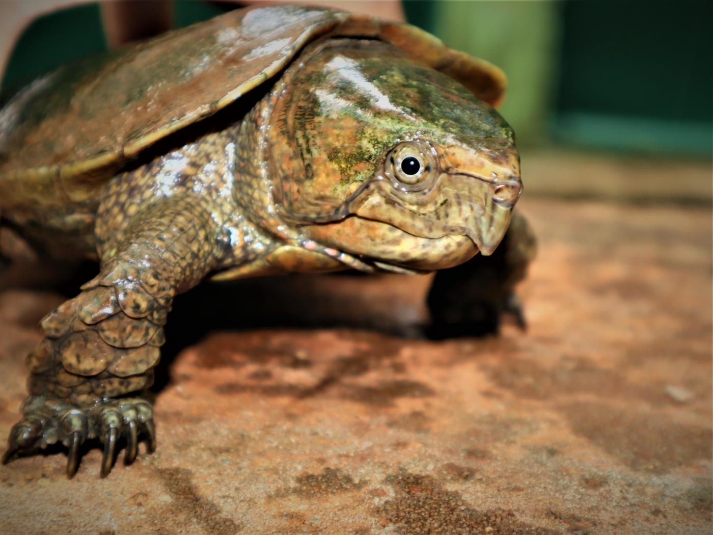 An adult male Chinese big headed turtle in a Myanmar rescue facility.