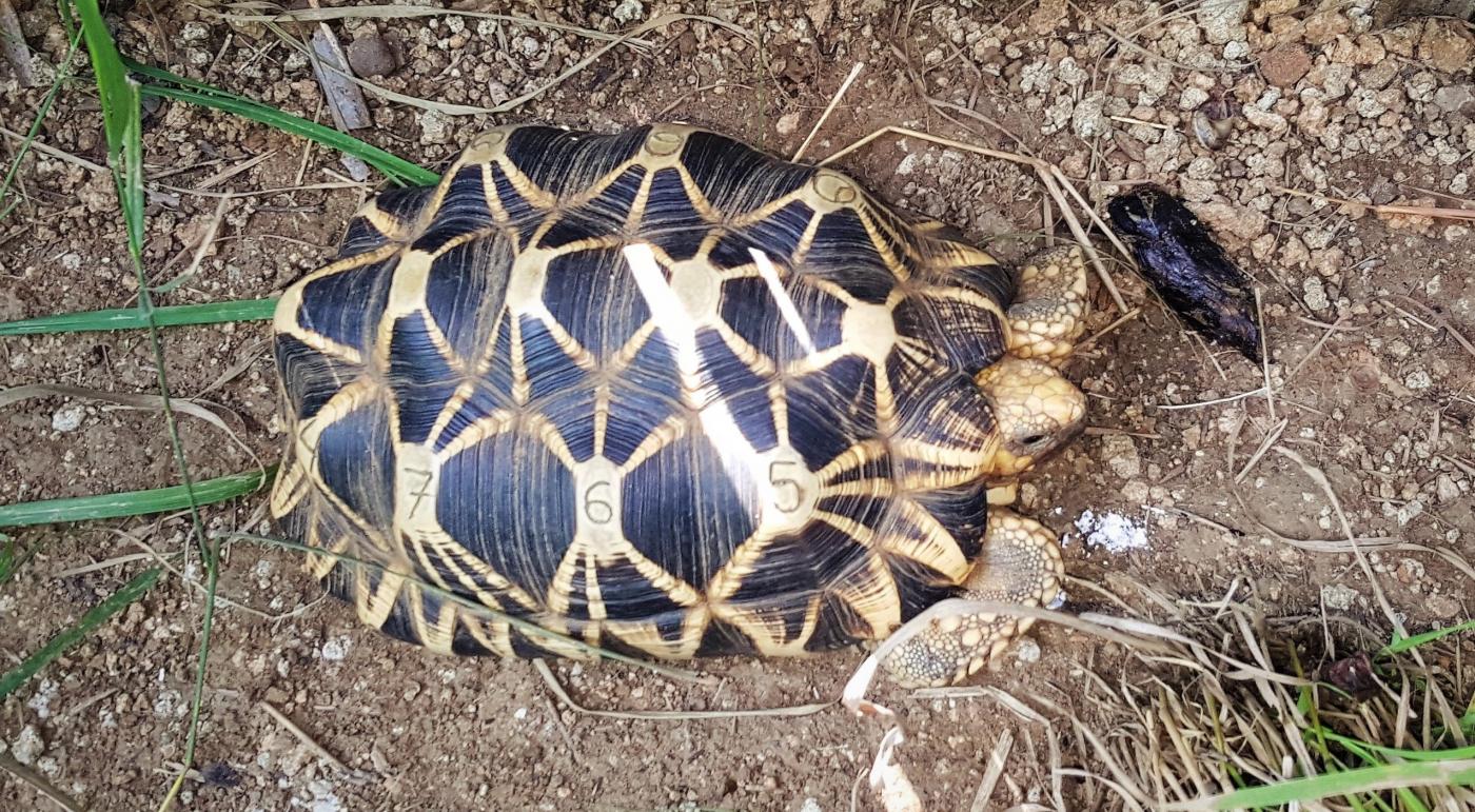 A turtle in Myanmar marked with the numbers 765 for identification.