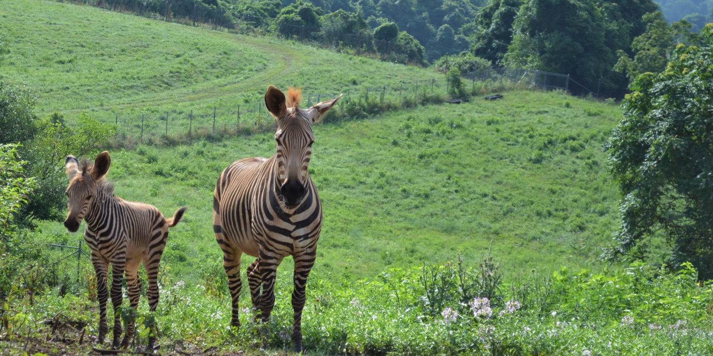 Hartmann's mountain zebra foal born July 2 at SCBI.