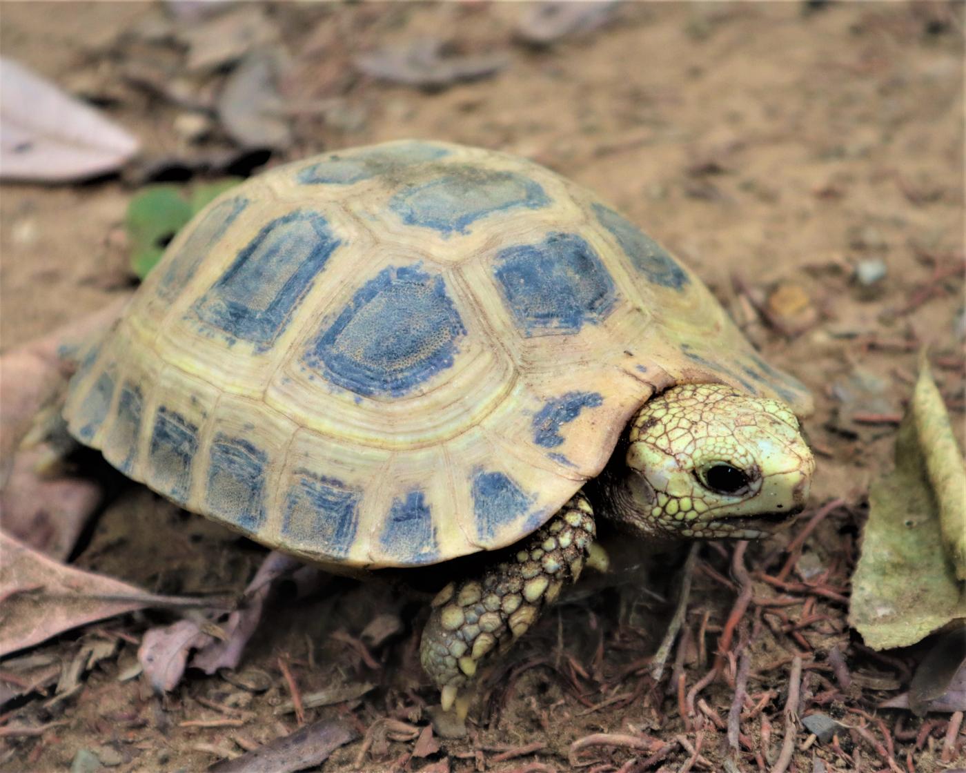 Yellow tortoise hatchling in rescue facility in Myanmar.