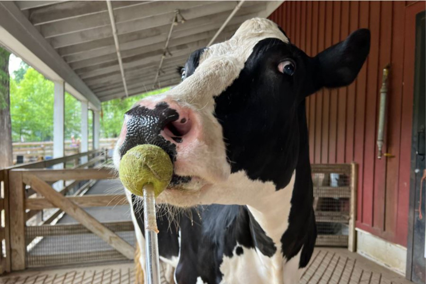 Holstein cow Maggie touches her nose to a tennis ball on the end of a dowel during a training session.