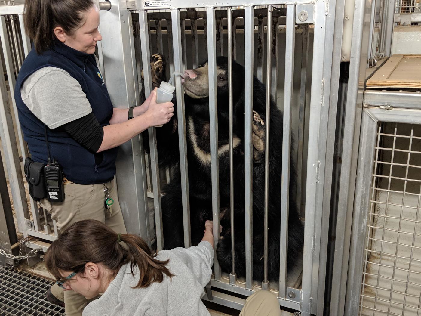 Sloth bear Remi takes a sip of coconut water while keepers move an ultrasound probe around her belly.
