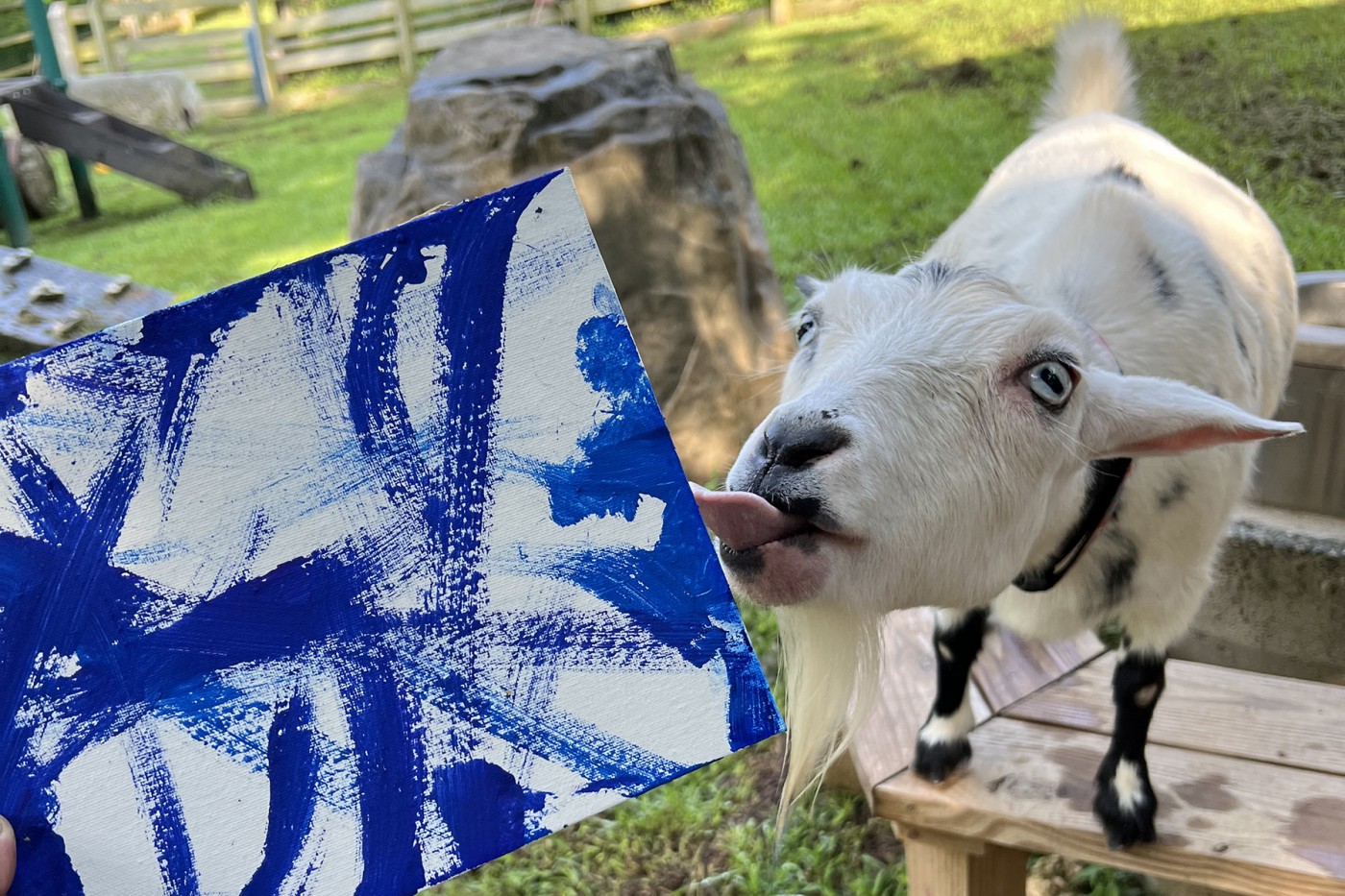 Nigerian dwarf goat Fiesta admires one of her paintings.