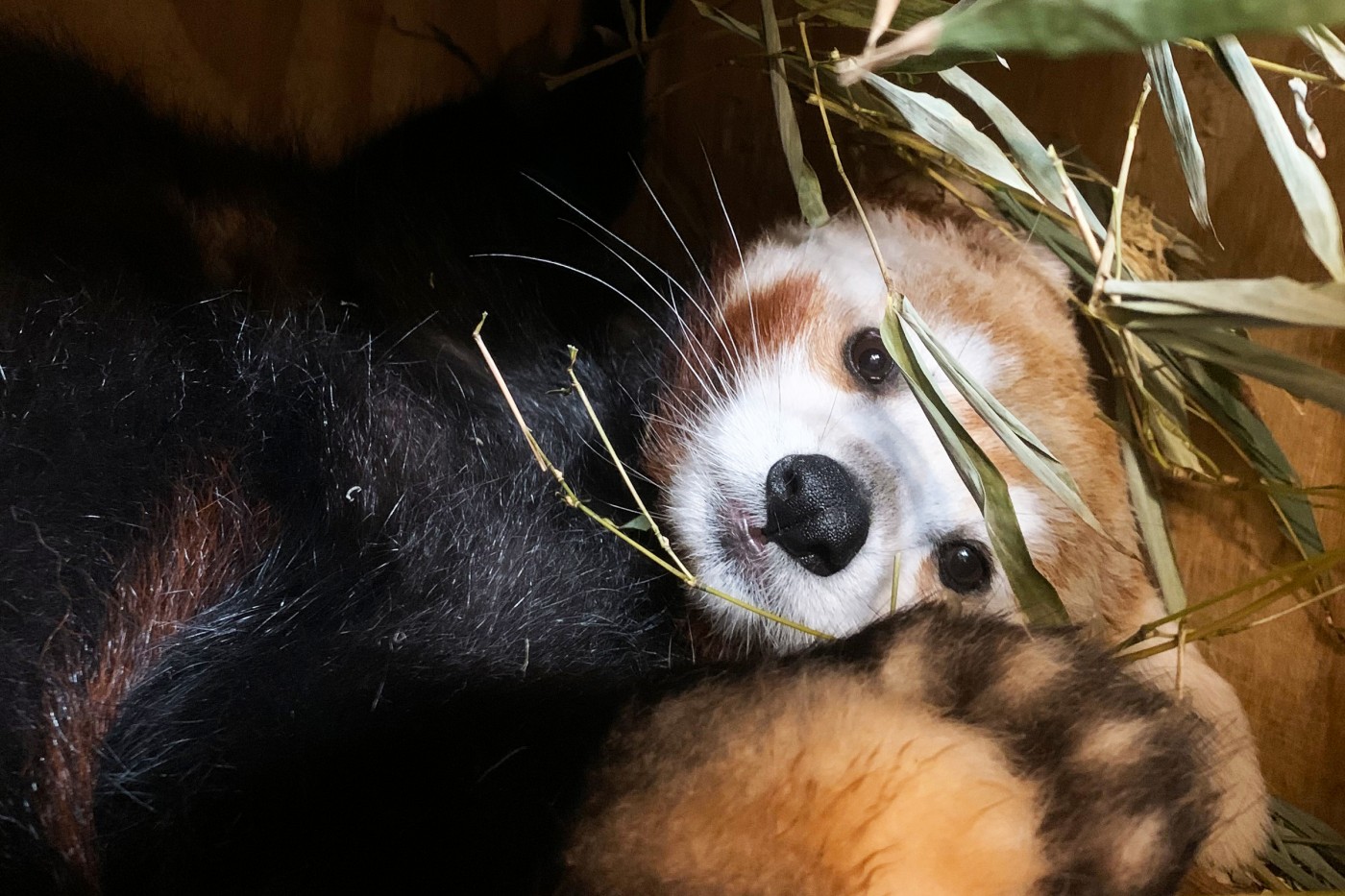 Red panda Asa builds a nest in her indoor den.