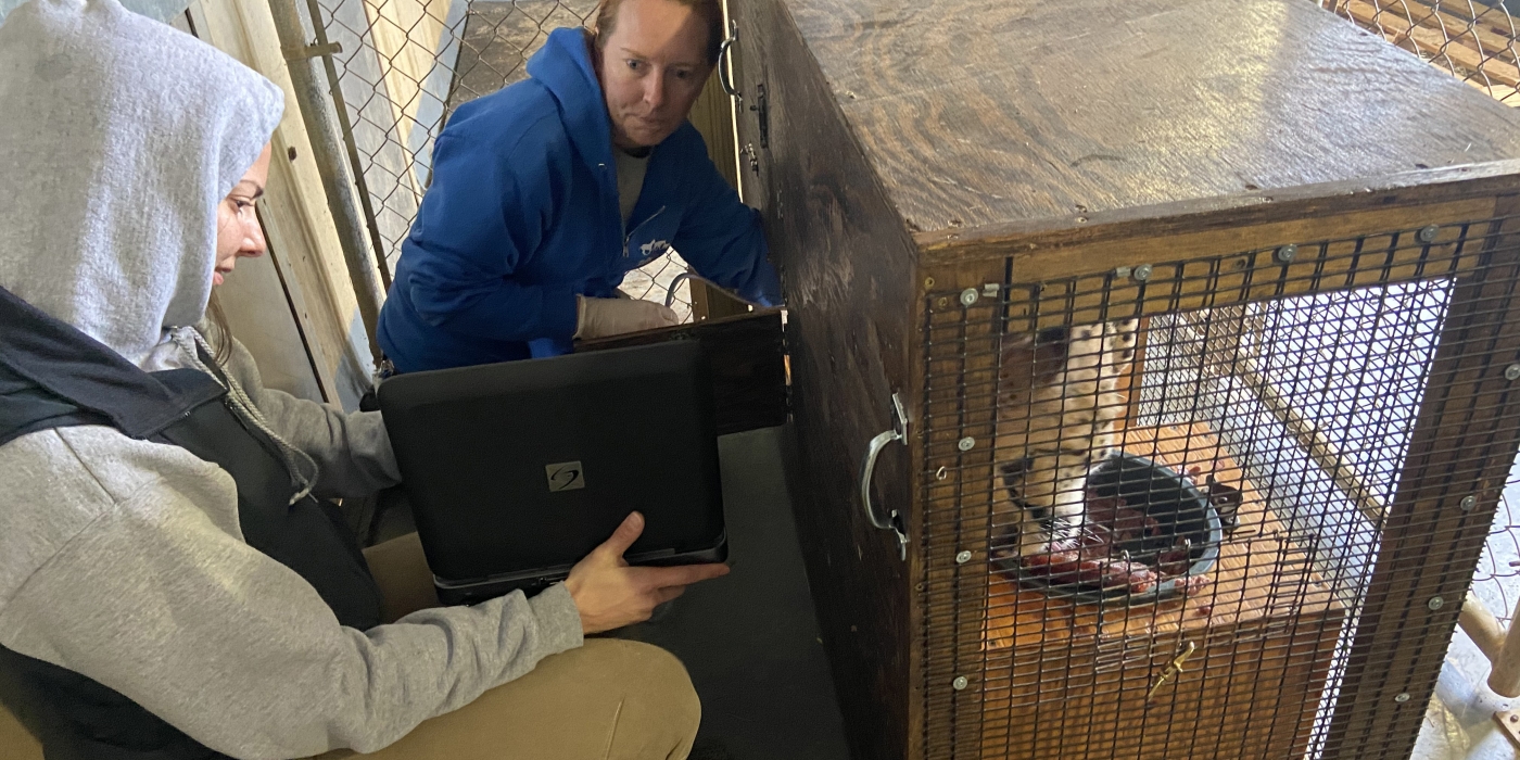Cheetah Echo eats while animal care staff perform an ultrasound.