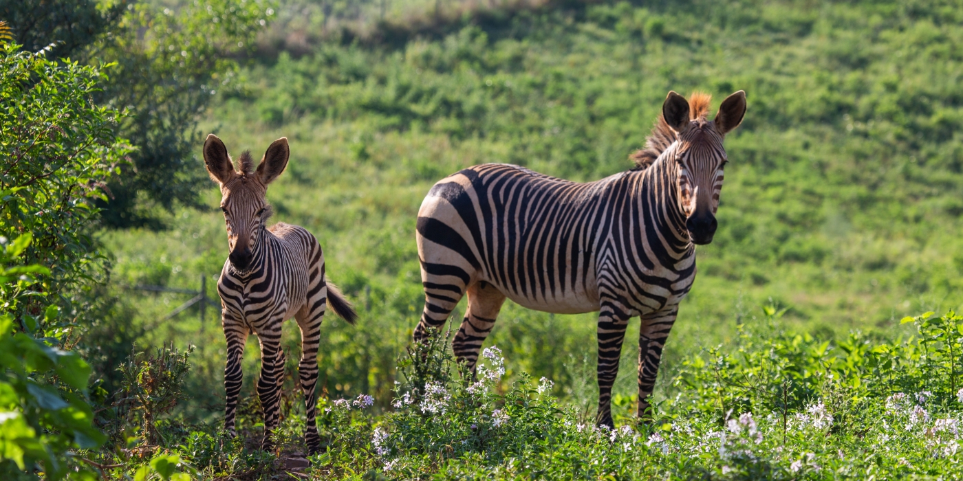 A 3-month-old Hartmann's mountain zebra calf and his mother at the Smithsonian Conservation Biology Institute.