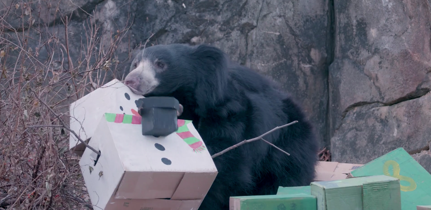 Sloth bear Remi knocks over some holiday enrichment boxes.
