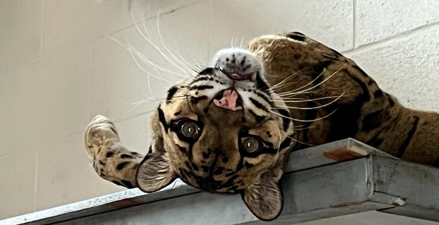 Male clouded leopard Ta Moon lays upside down on a shelf in his indoor habitat. The shelf is metal, but there appears to be something between Ta Moon and the metal surface.