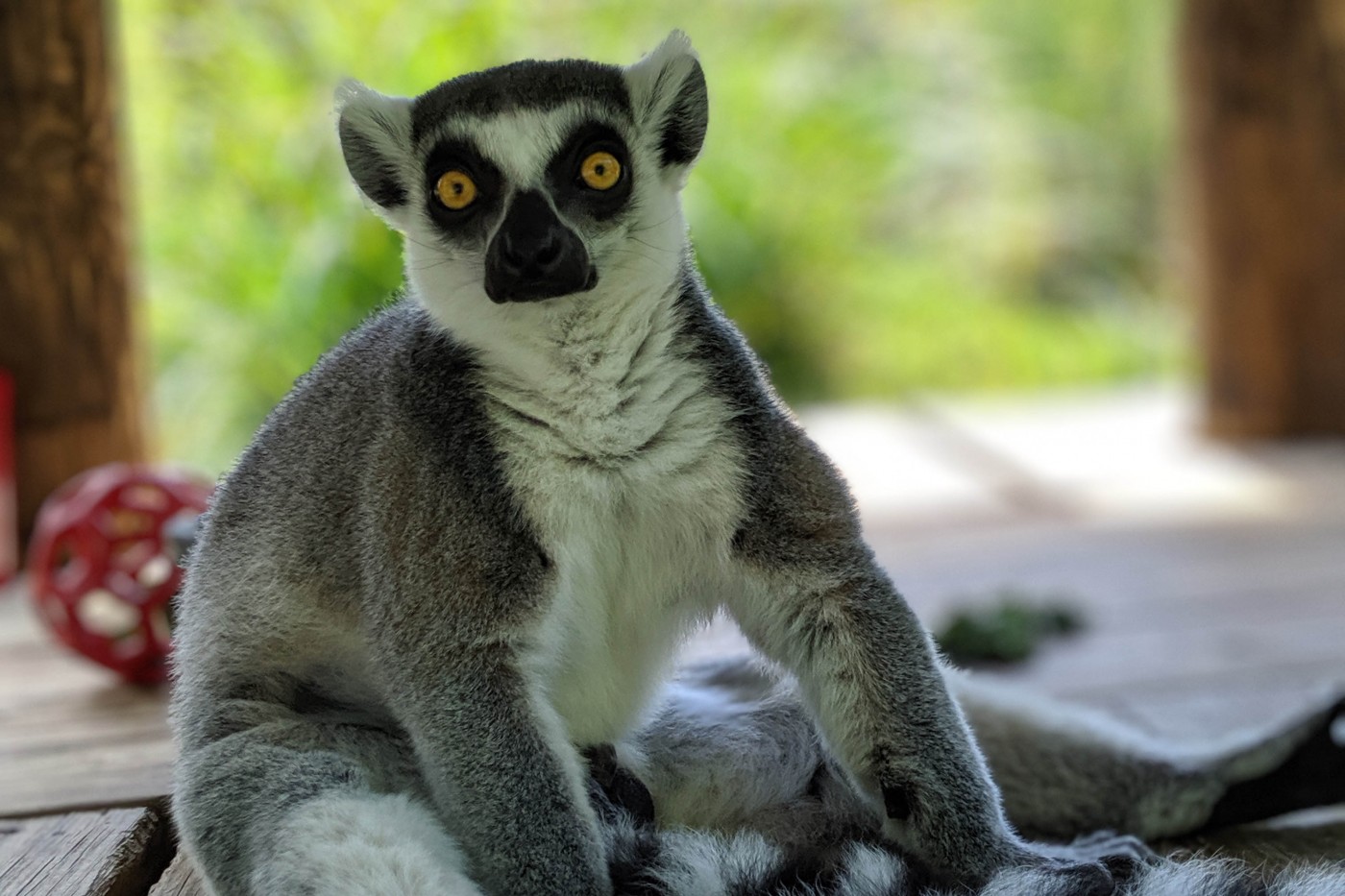 Ring-tailed lemur Tom Petty sits in the shade of a gazebo.