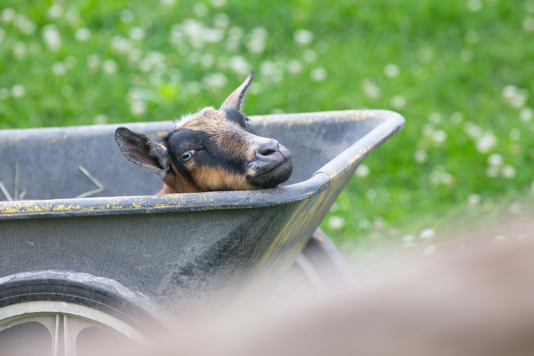 Nigerian dwarf goat Fedora rests in a wheelbarrow.