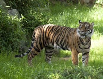 tiger in grass