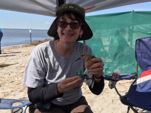 Lori Smith bands a red knot at the Delaware Bay.