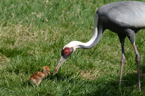 A female white-naped crane chick hatched April 2, 2020 to parents Brenda (pictured) and Eddie. A white-naped crane chick hatched April 2, 2020. She is pictured with her mother, Brenda.