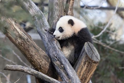 Feb. 24, 2021: Giant panda cub Xiao Qi Ji ascends to the top of the climbing structure in his outdoor habitat. Giant panda cub Xiao Qi Ji climbs on a structure made of criss-crossed logs in his outdoor yard