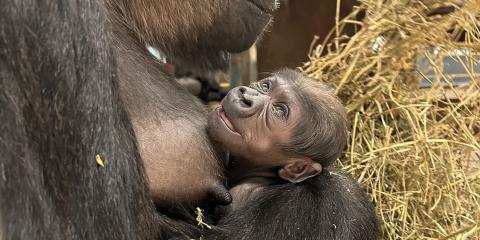Western lowland gorilla baby Zahra is cradles by her mother, Calaya.