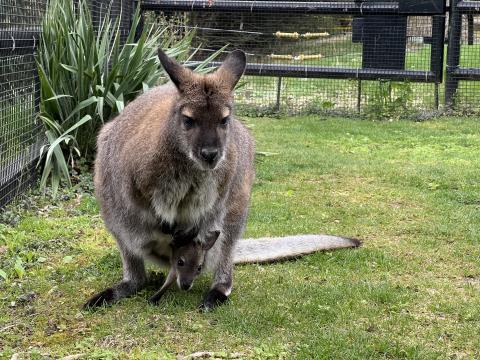 Photo of a young wallaby joey inside its mother's pouch. The head and one forelimb of the joey are visible.