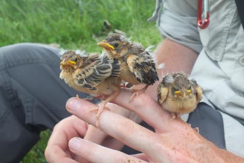 Photo of three juvenile birds perched on a man's hand. 