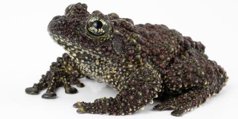 Closeup of a Vietnamese mossy frog, a dark green amphibian with bumpy skin.