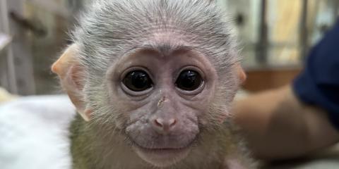 A baby monkey with a pink face, black eyes and white fur looks into the camera.