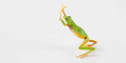 A jumping lemur leaf frog. Credit: Roshan Patel/Smithsonian