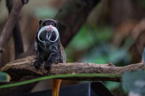 Poe, one of the new emperor tamarins at the Zoo's Amazonia exhibit. Visitors can see him roaming the forest canopy with his brother Fleck. An emperor tamarin, a small monkey with a long white mustache, sitting on a branch.